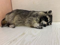 -浣熊柯尔鸭土拨鼠·电玩咖
