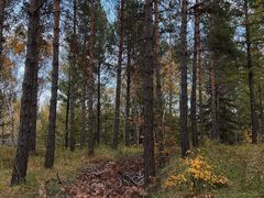 -塞罕坝国家级自然保护区