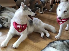 -Husky Go! 哈士奇体验馆·宠物咖啡厅狗咖