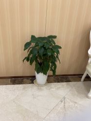 -上海伊莱美医疗美容医院