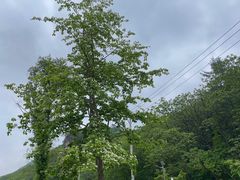 -大连天门山国家森林公园