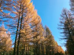 -塞罕坝国家级自然保护区