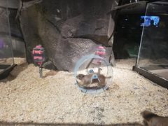 -zoonana室内动物园(东方福来德店)