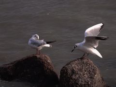 -深圳湾公园(南山区)