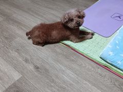 -美联众合动物医院·24h京西诊疗中心