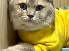 -屋虎猫馆(宝安大仟里店)
