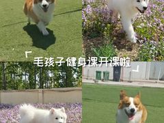 -宠物寄养训练学校