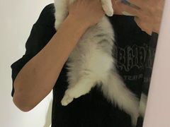 -欣宠猫屋·矮脚拿破仑·蓝金金渐层