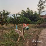 重庆荣昌盘龙镇盘周路路边上的一处果园