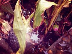 iphone_upload_pic-活水公园
