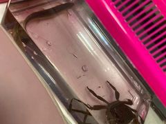 -上海大自然野生昆虫馆(东方明珠·爬宠昆虫探索中心)