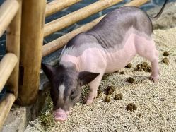 -Zoolung Zoolung动物主题公园(海信广场店)