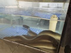 -丁老爷子苏香圆