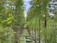 -池杉湖湿地公园