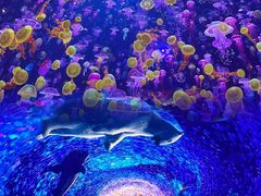 -海合安青岛极地海洋公园
