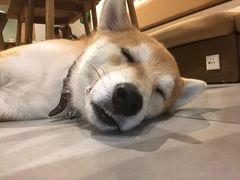 -柴务处·柴犬主题狗咖