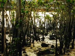 -宝安西湾红树林湿地公园