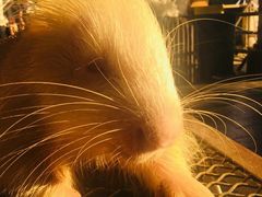 -清迈夜间动物园