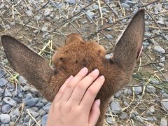 -鹿境梅花鹿生态园区