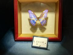 -上海大自然野生昆虫馆(东方明珠·爬宠昆虫探索中心)