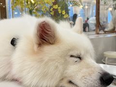 -共舞时光猫咖·狗咖(新街口店)