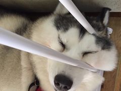 -Husky Go! 哈士奇体验馆·宠物咖啡厅狗咖