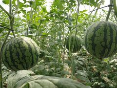 -兴芮温泉度假区