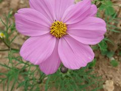 -松山湖梦幻百花洲