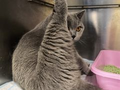 -艾吉宠物医院·疑难杂症转诊中心·猫友好(碧江路院)