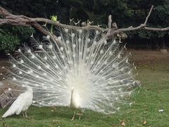 -广州长隆飞鸟乐园