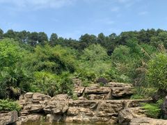 -铁山坪森林公园