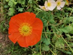 -大渡口区义渡公园