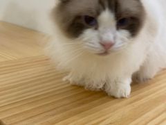 -李小姐の猫咖啡馆(五角场店)