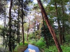 -铁山坪森林公园