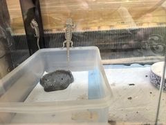 -上海大自然野生昆虫馆(东方明珠·爬宠昆虫探索中心)