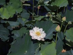 -荷塘月色湿地公园·向阳花洲