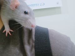 -北京观赏动物医院·24小时大型综合·猫专科·异宠专科