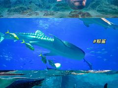 -珠海长隆海洋王国