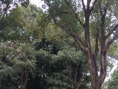 -南湖梦幻岛