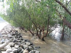 -宝安西湾红树林湿地公园