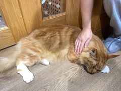 -MOCHA明星猫咖(田子坊店)