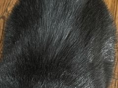 -爱洗澡的猫(望京店)