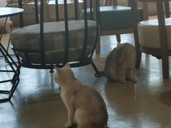 -藏猫猫咖啡主题馆(中央大道店)