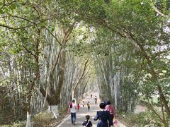 -广东茂名森林公园