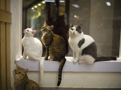 -Heymao猫咖.咖啡厅(东门店)