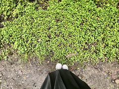 -桤木河湿地公园