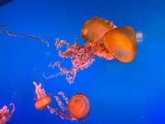 -太平洋海底世界