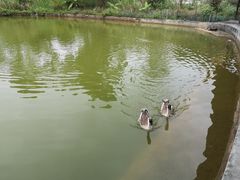 -锦湖农庄(松山湖梦幻百花洲店)
