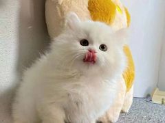 -欣宠猫屋·矮脚拿破仑·蓝金金渐层