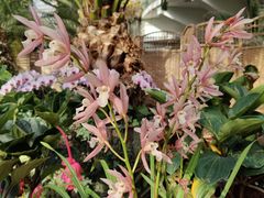 -北京植物园-展览温室